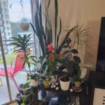 My little home forest.