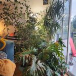Daniela caring for her indoor plants at home.