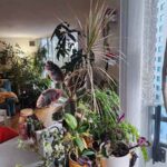 My little home forest.