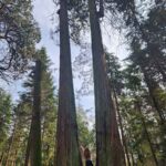 Walking in nature around the trees inspires my creativity.